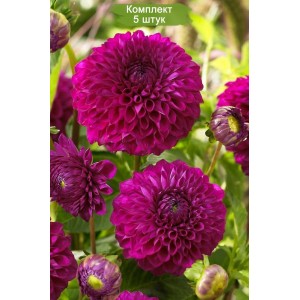 Комплект 5шт / Георгин шаровидный Бом Бом Пурпл