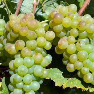Виноград Верментино