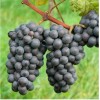 Виноград Зеленолугский рубин: фото и описание