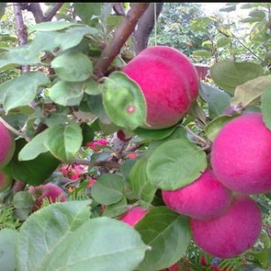 Яблоня Орлик